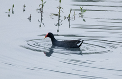 Gallinula galeata