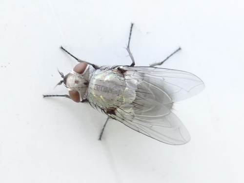 Common European Greenbottle Fly, photo 2 of 9