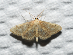 Anania quebecensis