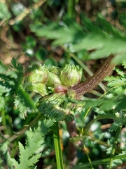 Rhopalomyia tanaceticola
