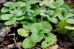 Dysopsis glechomoides
