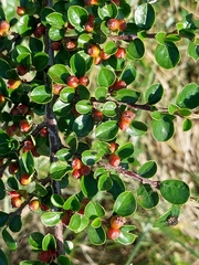 Cotoneaster hjelmqvistii