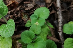 Dysopsis glechomoides