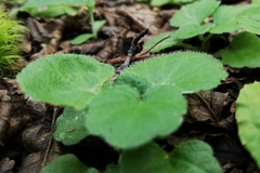 Dysopsis glechomoides