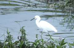Egretta thula