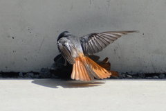 Phoenicurus ochruros