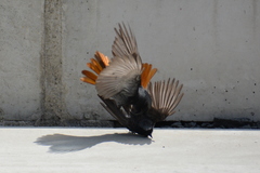 Phoenicurus ochruros