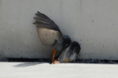 Phoenicurus ochruros