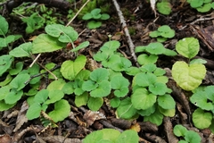 Dysopsis glechomoides
