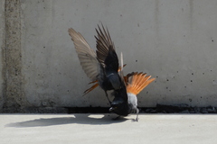 Phoenicurus ochruros