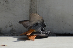 Phoenicurus ochruros