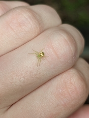 Araneus guttulatus