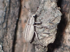 Aphrastus taeniatus