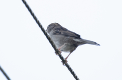 Passer domesticus