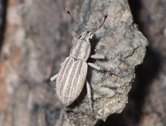 Aphrastus taeniatus