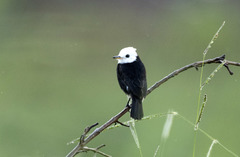 Arundinicola leucocephala