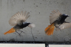 Phoenicurus ochruros