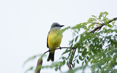 Tyrannus melancholicus