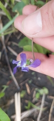 Viola septentrionalis