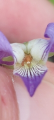 Viola septentrionalis