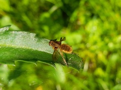 Entomophthoromycotina