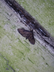 Nacoleia charesalis