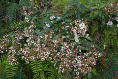 Olearia stellulata