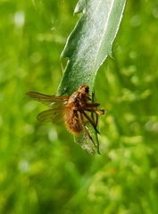 Entomophthoromycotina