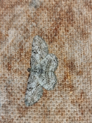Peribatodes rhomboidaria