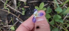 Viola septentrionalis