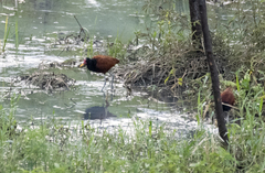 Jacana jacana