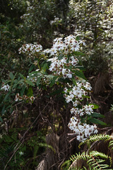 Olearia stellulata