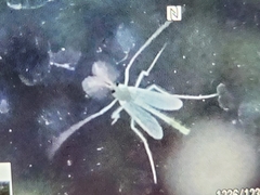 Chironomidae