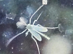 Chironomidae