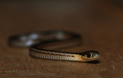 Thamnophis butleri