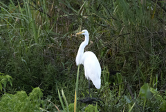 Ardea alba