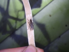 Boreothrinax maculipennis