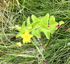 Lysimachia azorica