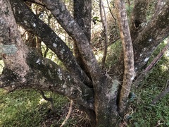 Pittosporum lancifolium