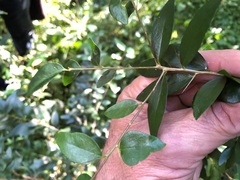 Pittosporum lancifolium