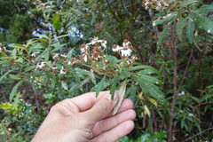 Olearia stellulata