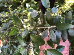 Pittosporum lancifolium