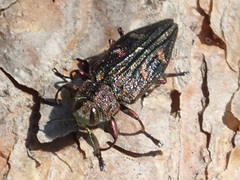 Chrysobothris chrysostigma