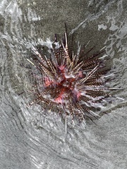 Image of Astropyga pulvinata