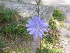 Cichorium intybus