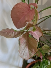 Syngonium