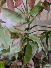 Syngonium