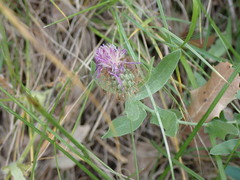 Centaurea pectinata