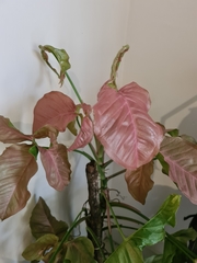 Syngonium