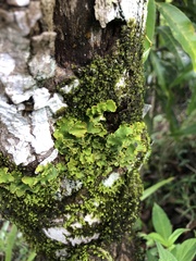 Yarrumia colensoi